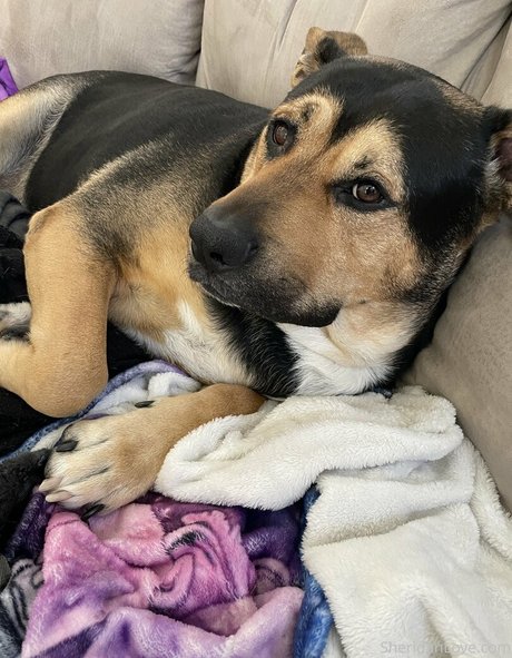 sheridanlove ヌードのポルノスター アーカイブ