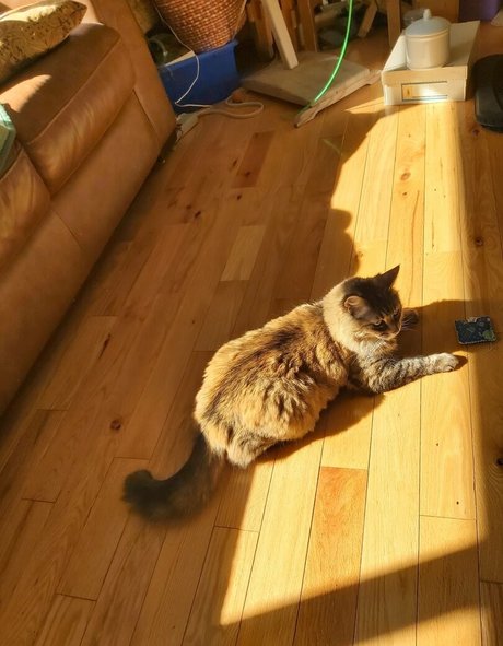 galaximoss スター xxx ギャラリー