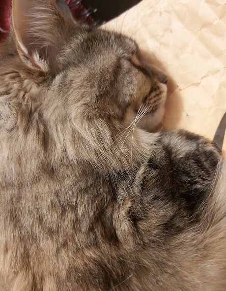 galaximoss スターセックス 写真