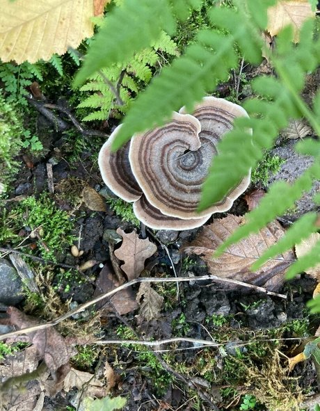 ぽっちゃりエモOnlyFans セクシー ギャラリー