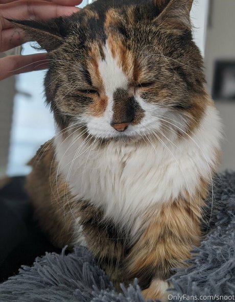 snoot ポルノスター 画像