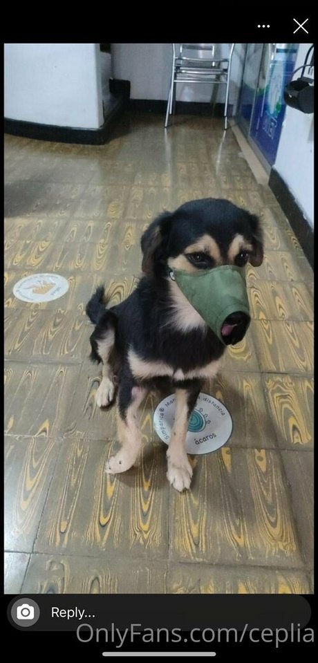 ceplia セックスモデル 写真