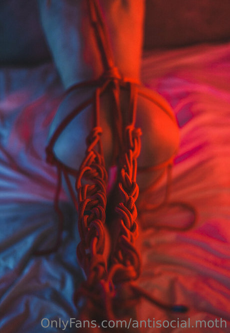 antisocial moth 高品質のスター 写真