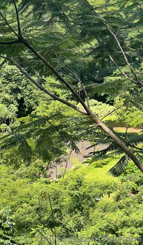 fleivinha ポルノモデル 写真