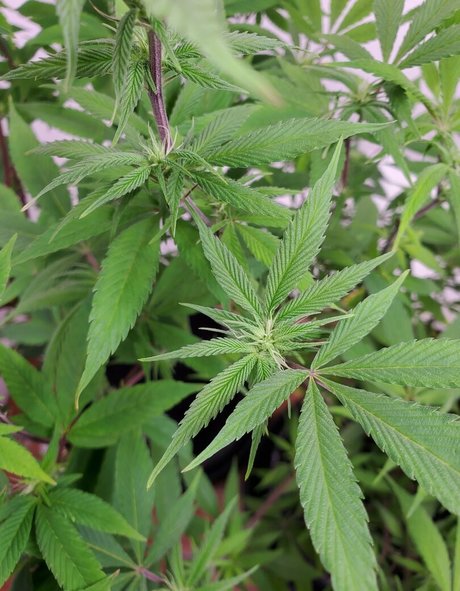 アーミーガールズオンリーファン ホットxxx 写真