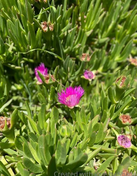 shadeofme トップ女優 写真