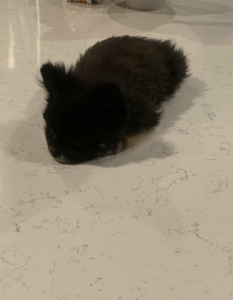 アジア人のアナルオンリーファン 裸 写真