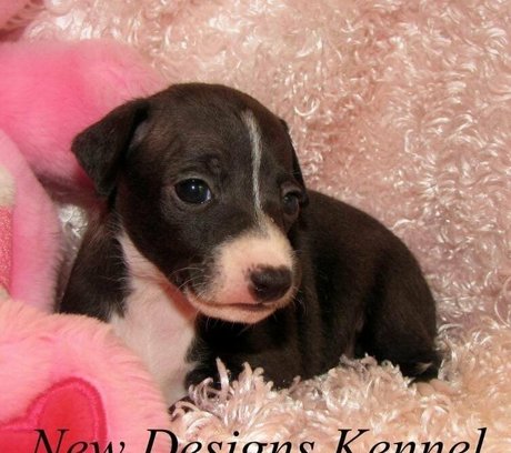 jizzgooglezmfc ポルノスター ギャラリー