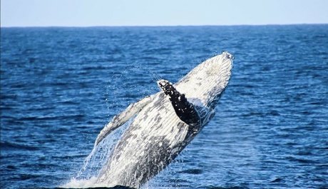 Antonia Waerea Adams ポルノスター セクシー 写真