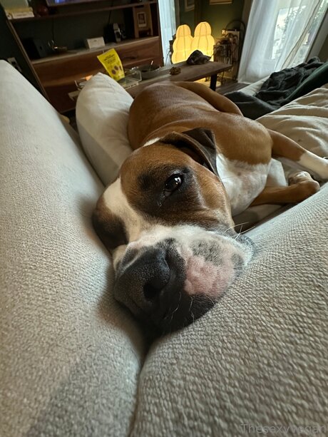 Thesexyvegan OnlyFans Gratis-Inhalte