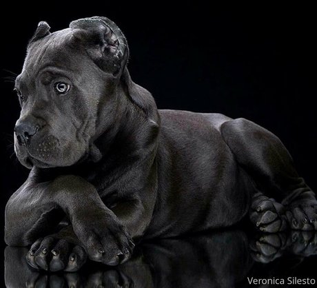 veronicasilesto OnlyFans Arsch Leak