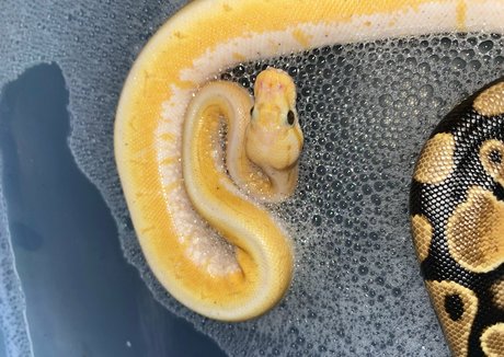 xmommy ghostface OnlyFans Leak