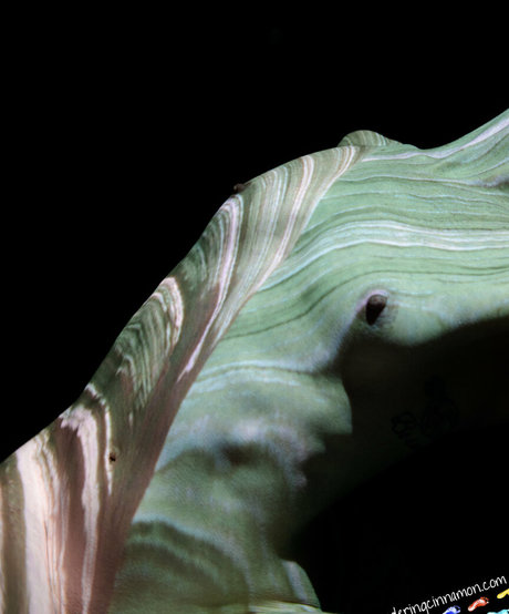 wanderingcinnamon2 Nacktbilder auf OnlyFans