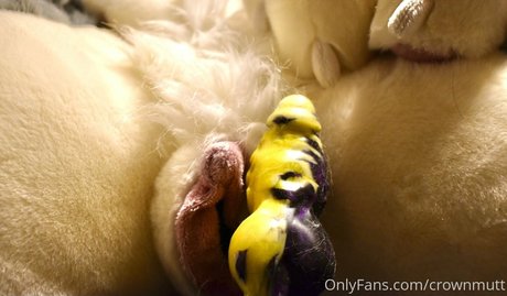 crownmutt Leaked OnlyFans Nacktbilder