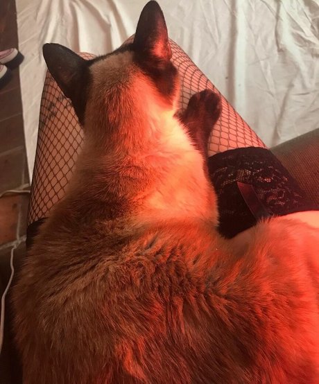 Locallbimbo OnlyFans Lesbisch