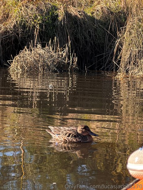 Lucasjacobs170 NurlyFans-Brüste