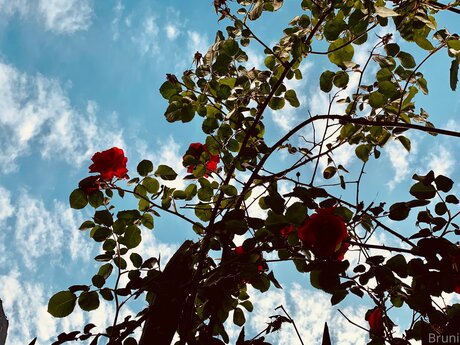 Brunabyers Nacktporno OnlyFans