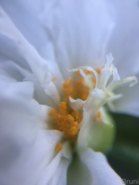 Brunabyers Nackt OnlyFans