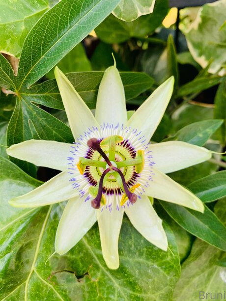 Brunabyers OnlyFans gratis