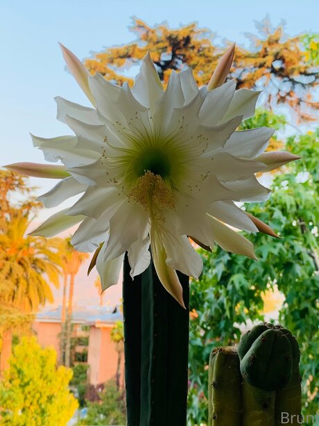 Brunabyers NSFW OnlyFans