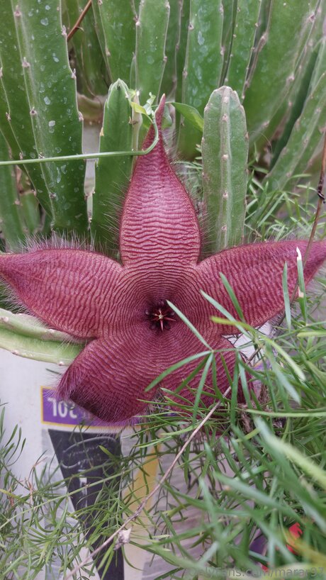 Marar97 Neue OnlyFans Leaks