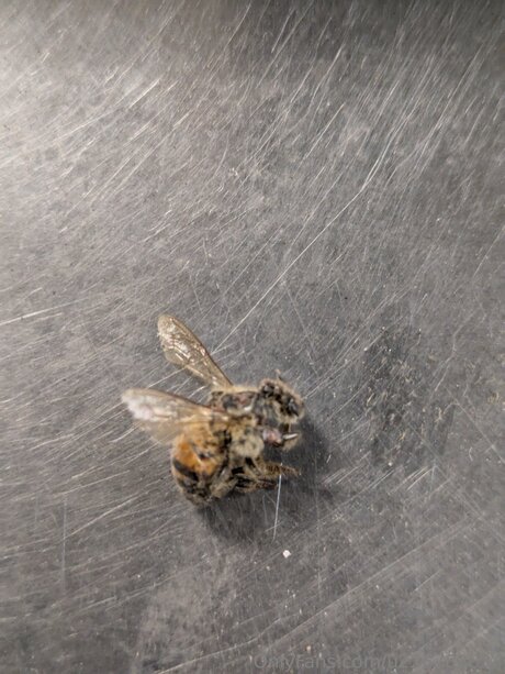 Pegasus Adrienne OnlyFans-Leak