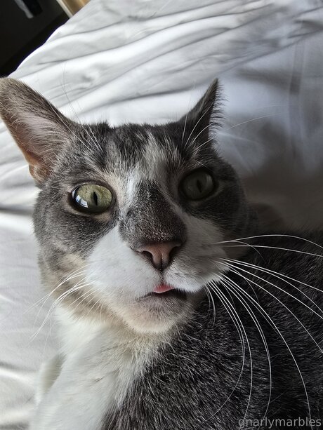 Gnarlymarbles OnlyFans Nackt