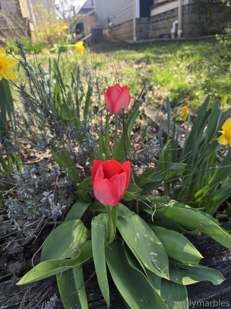 Gnarlymarbles Kostenloses OnlyFans