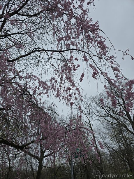 Gnarlymarbles OnlyFans-Pornoleak