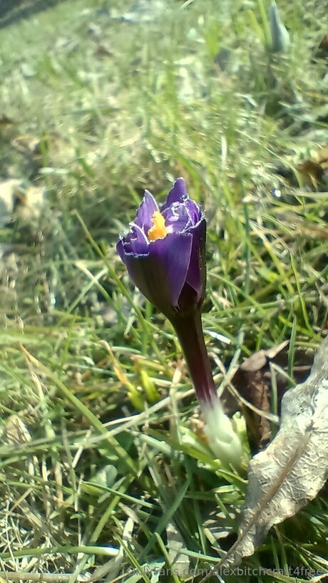 Alexbitchcraft4free Nacktbilder geleakt OnlyFans Aufgedeckt