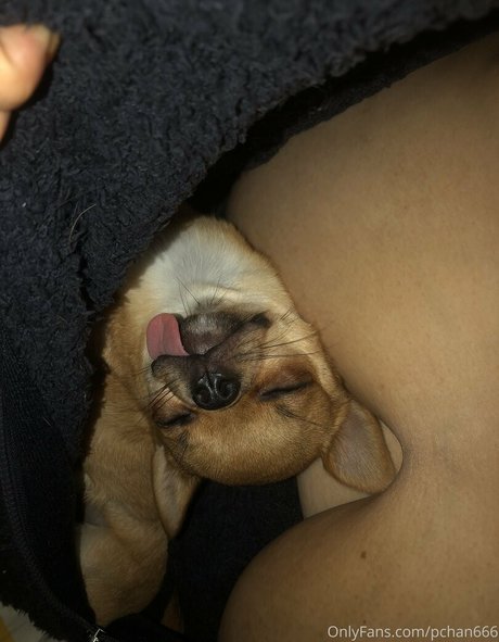 Pchan666 Nackt OnlyFans