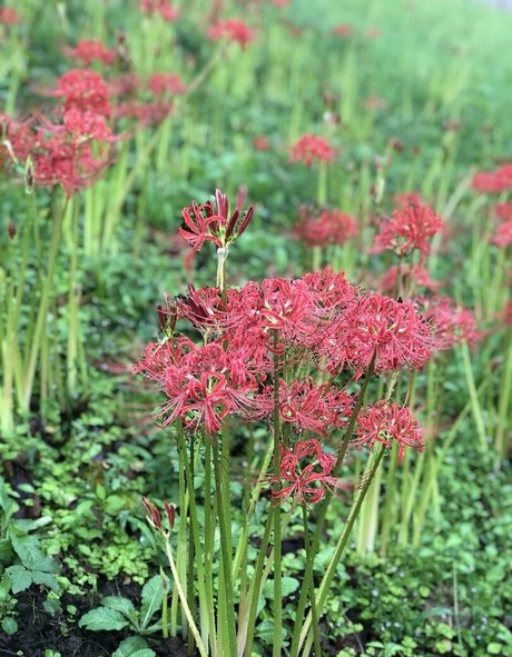 Pchan666 OnlyFans-Seite