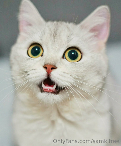 samkjfree XXX Leak OnlyFans
