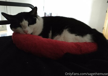 sagethemuse OnlyFans Fotos