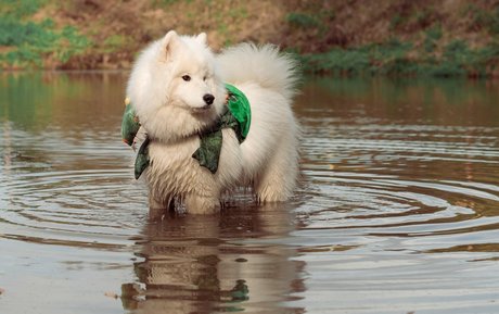 Okicospi OnlyFans Nacktbilder