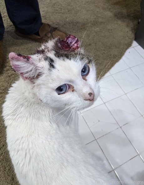 irisreigns Nacktbilder von OnlyFans geleakt