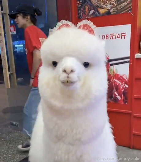 bunnyscake OnlyFans-Bilder