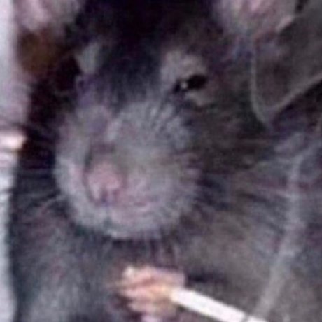 Molotov cockteez OnlyFans Arsch Leak