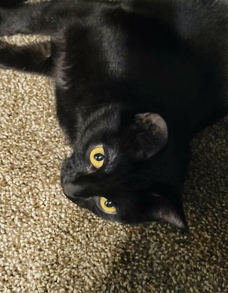 greentea98 OnlyFans Pornografie gratis