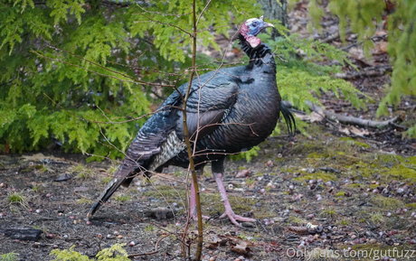 gutfuzz Nacktbilder geleakt OnlyFans Porn geleakt