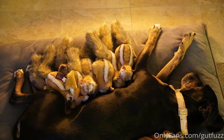 gutfuzz OnlyFans geleakt.