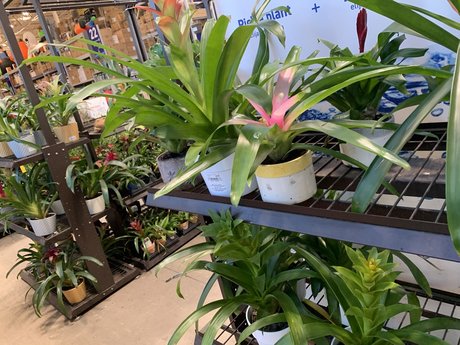 Bill Bigsby OnlyFans-Inhalte