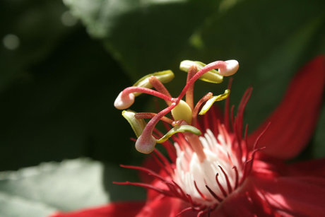 Baby Sugarpills OnlyFans Lesbisch