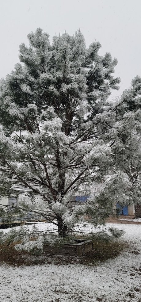 Beardeddadbod Nacktbilder von OnlyFans geleakt