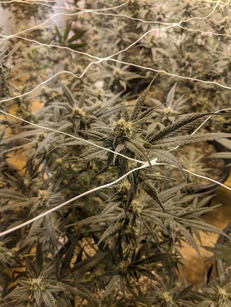 Dixon Herize OnlyFans Leaks