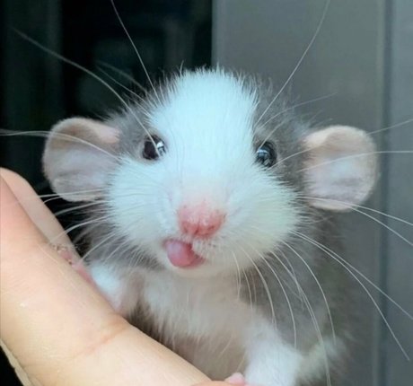 softbunnyrae OnlyFans geleakte Brüste