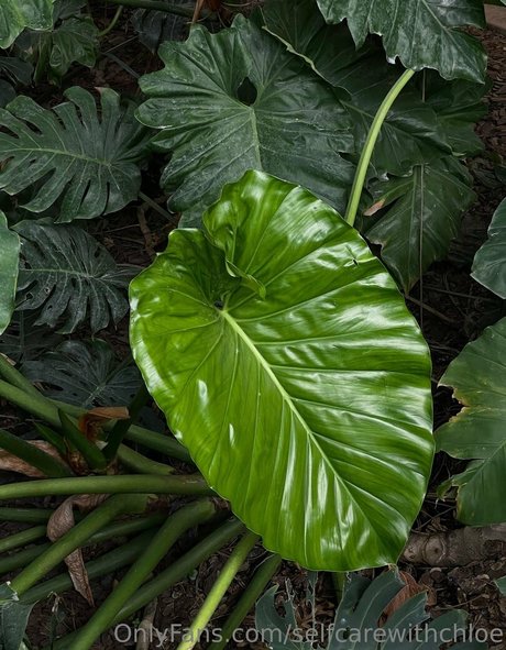 selfcarewithchloe OnlyFans Leaj