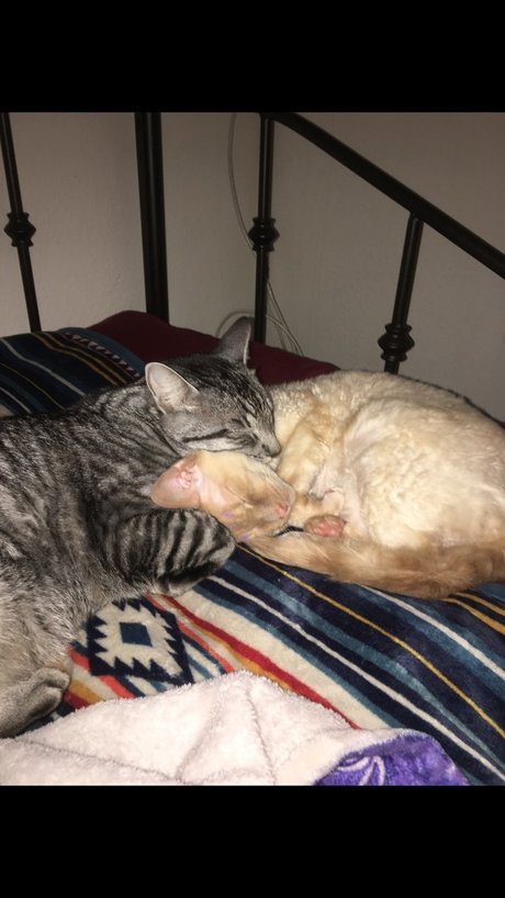 Jiggy Cat Tribe asmr_ OnlyFans-Leak