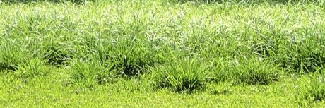 Bigwill Nur für Fans