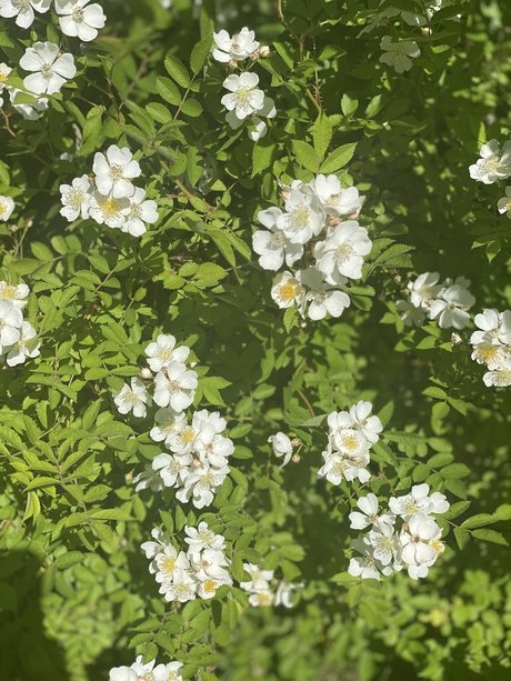 _JAZ Nacktbilder-Leaks von OnlyFans